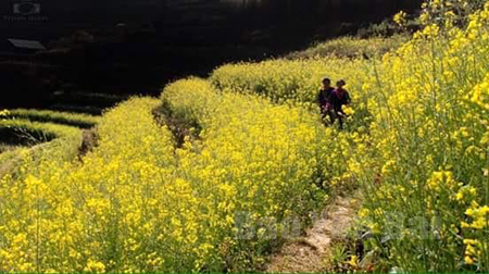 Những cánh đồng hoa cải rực rỡ sẽ thu hút khách du lịch đến với vùng cao Mù Cang Chải. (Ảnh: Tô Hải)